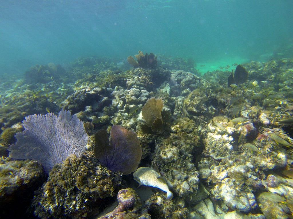 Unterwasserwelt mit Korallen