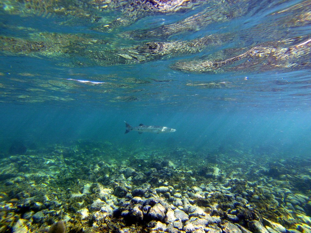 Unterwasserwelt mit grossem Fisch