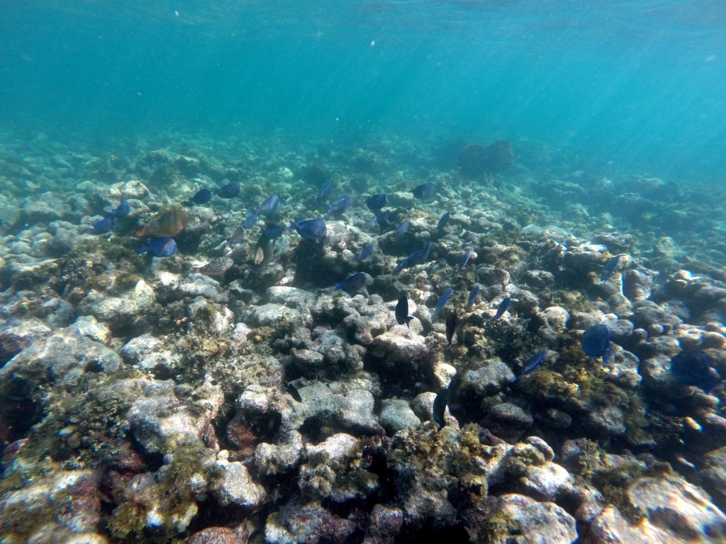 Unterwasserwelt mit Fischen beim Schnorcheln auf den Florida Keys