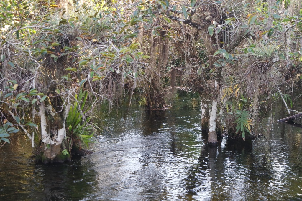 Mangroven neben der Loop Road in Florida Nationalpark