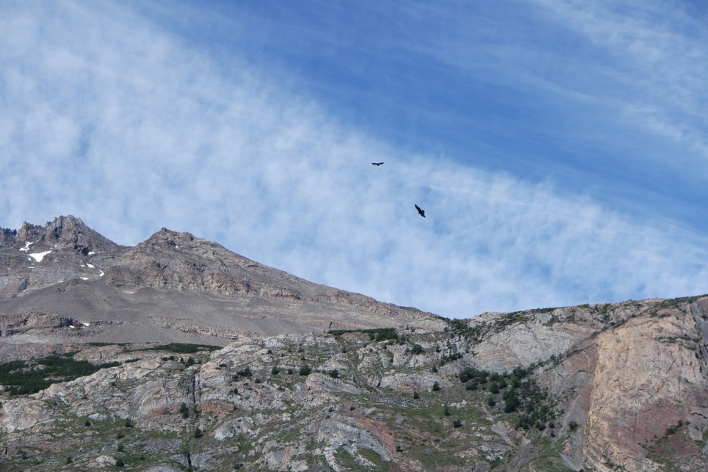 Kondore fliegen im Torres del Paine Nationalpark
