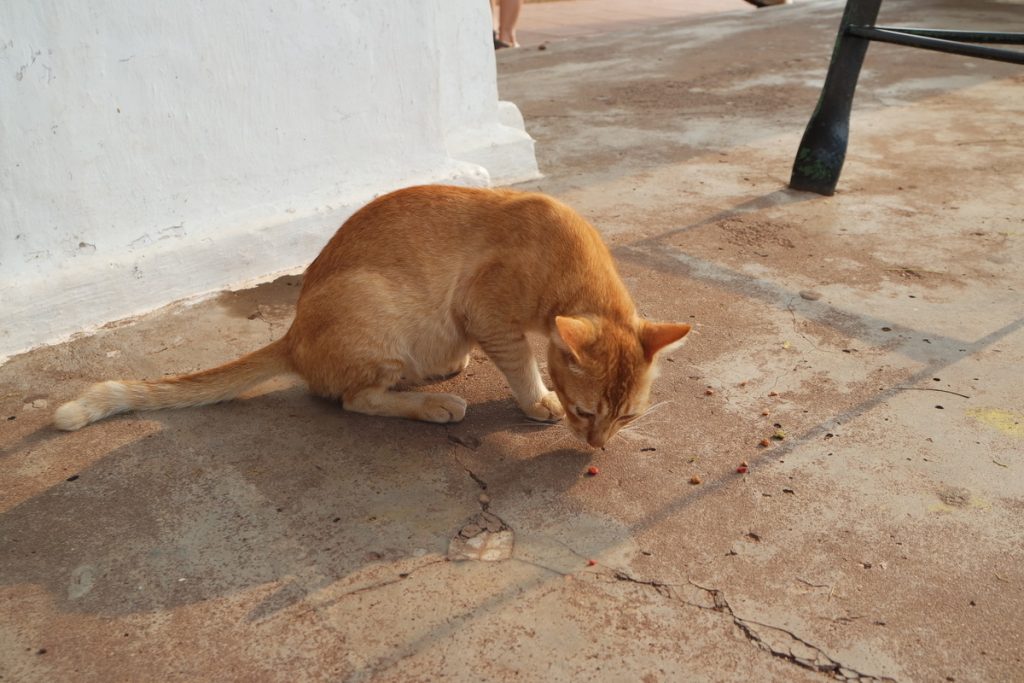 Rote Katze in Melaka